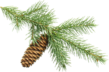 A pine tree branch used for decoration.